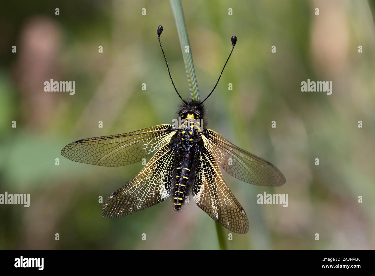 Libelloides hispanicus (Spanish Owlfly) resting on a grass stem Stock Photo
