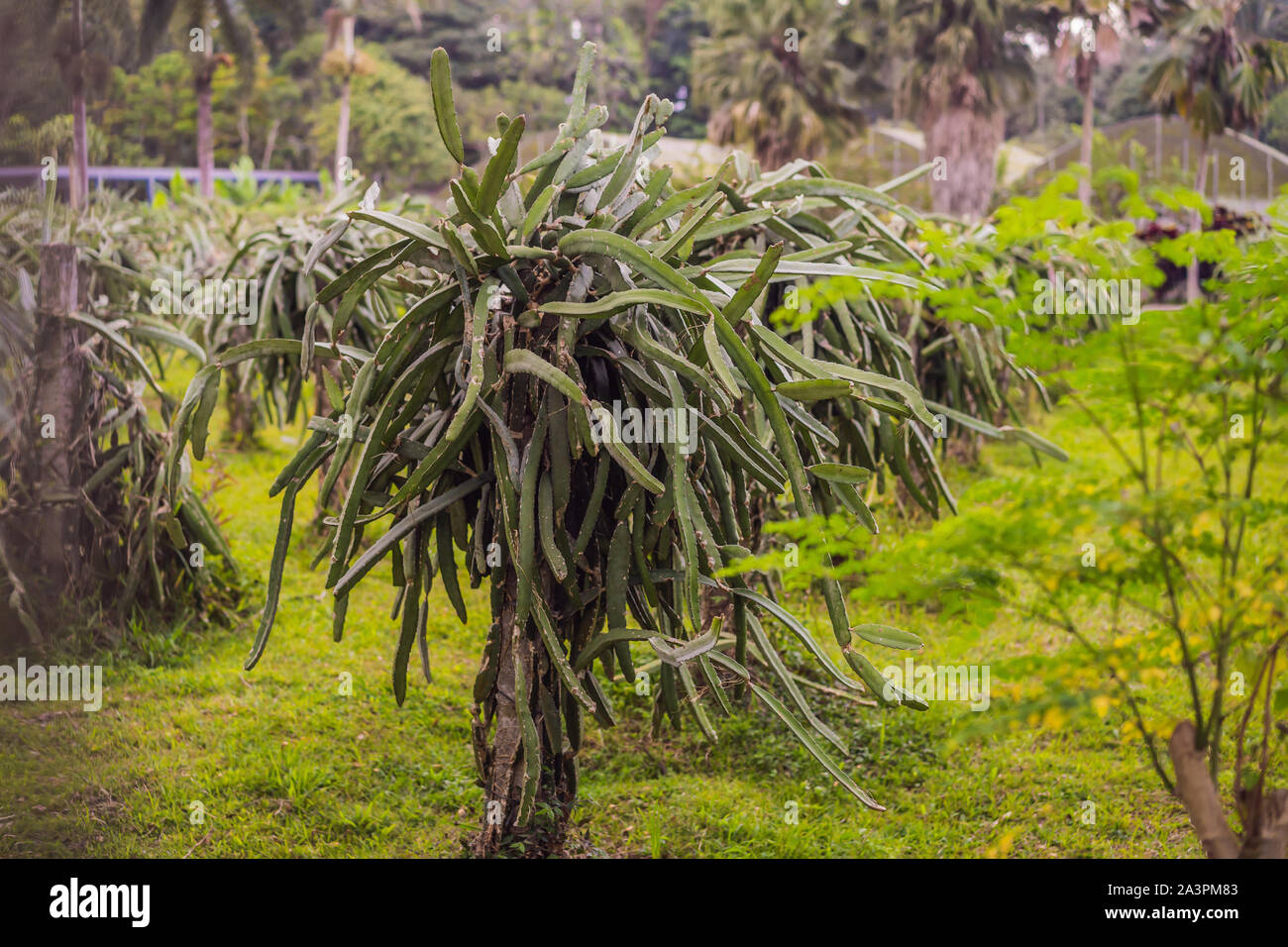 Dragon fruit orchard hi-res stock photography and images - Alamy