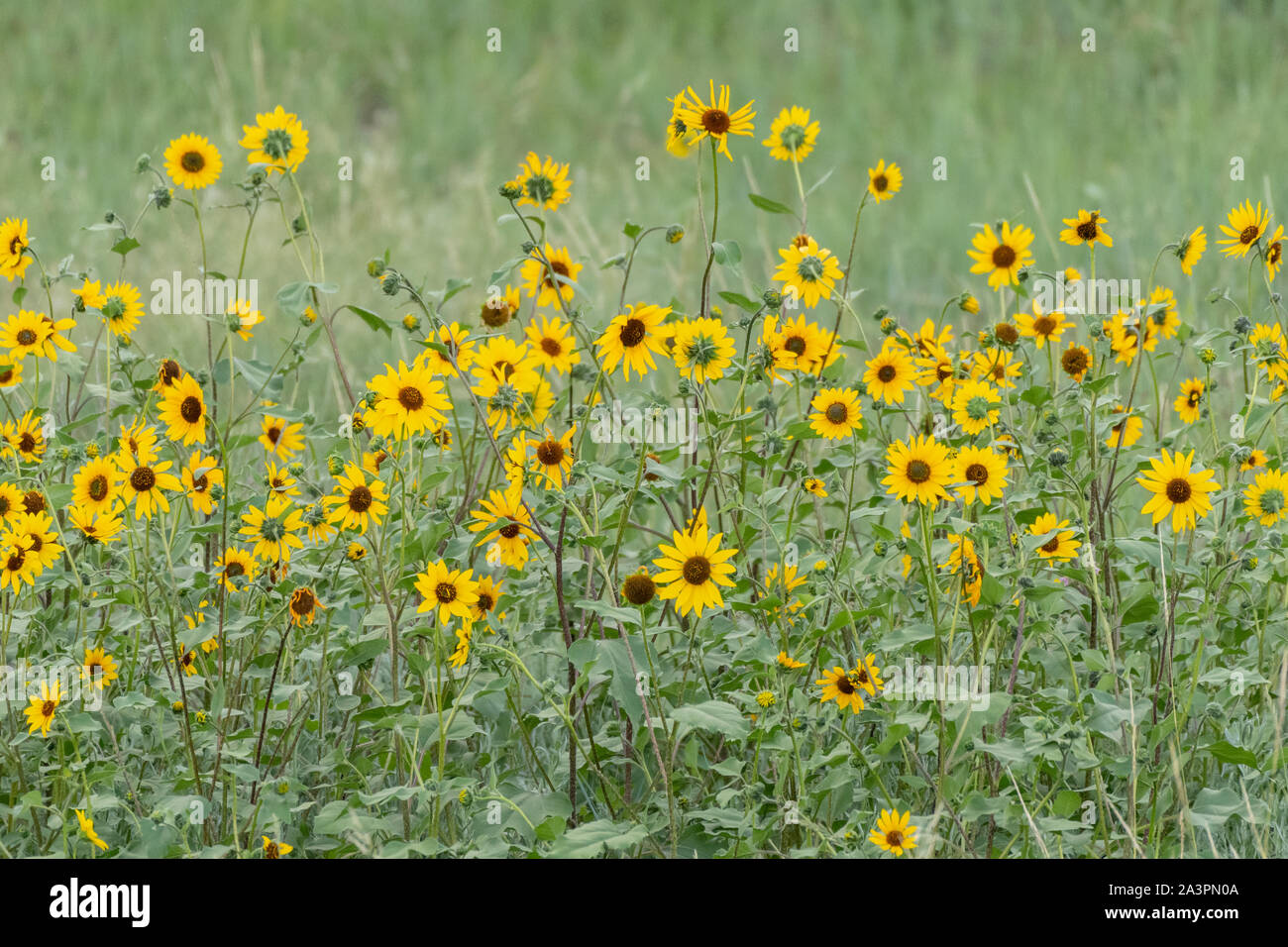 Patch Of Sunflowers