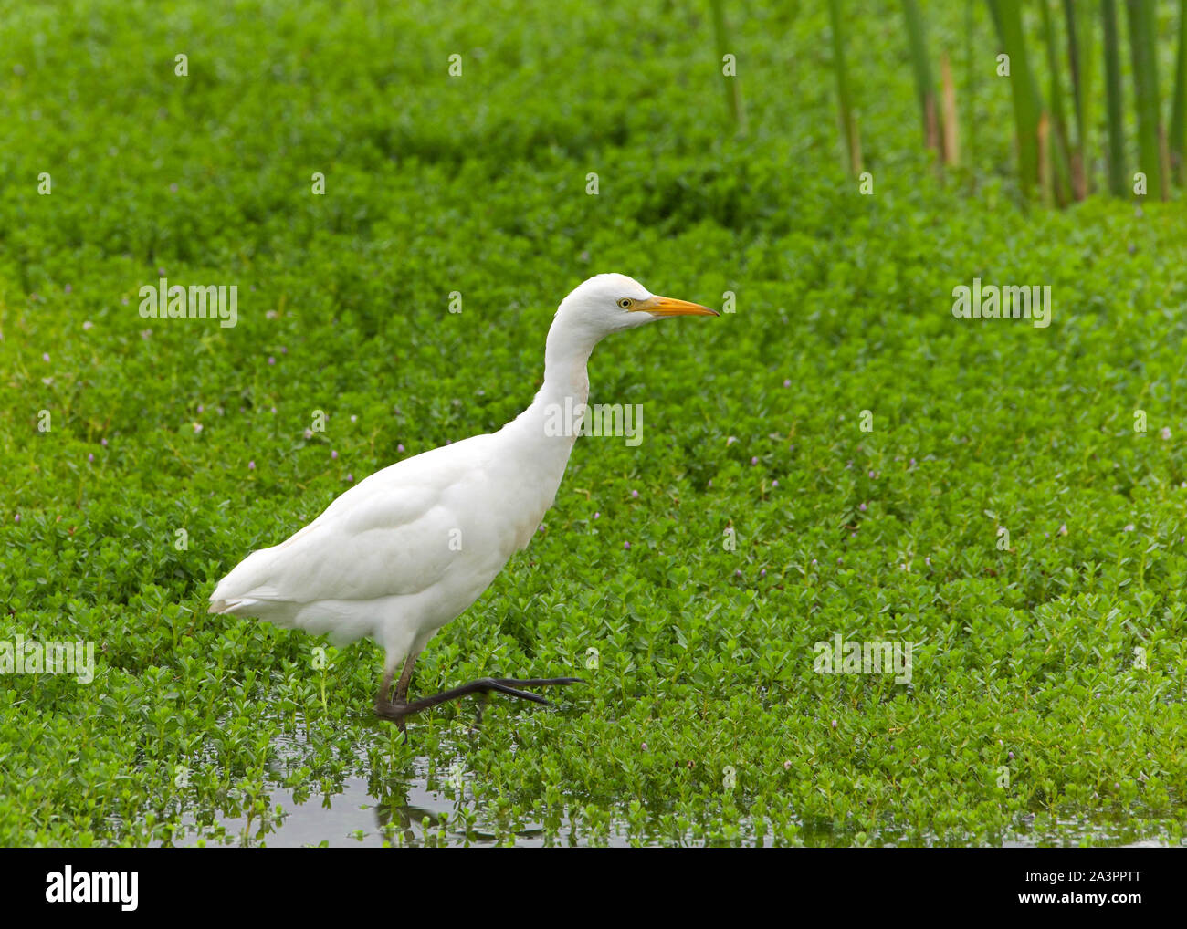 one Cattle Egret foraging for food in shallow marsh waters. The cattle egret nests in colonies, which are often found around bodies of water. Stock Photo