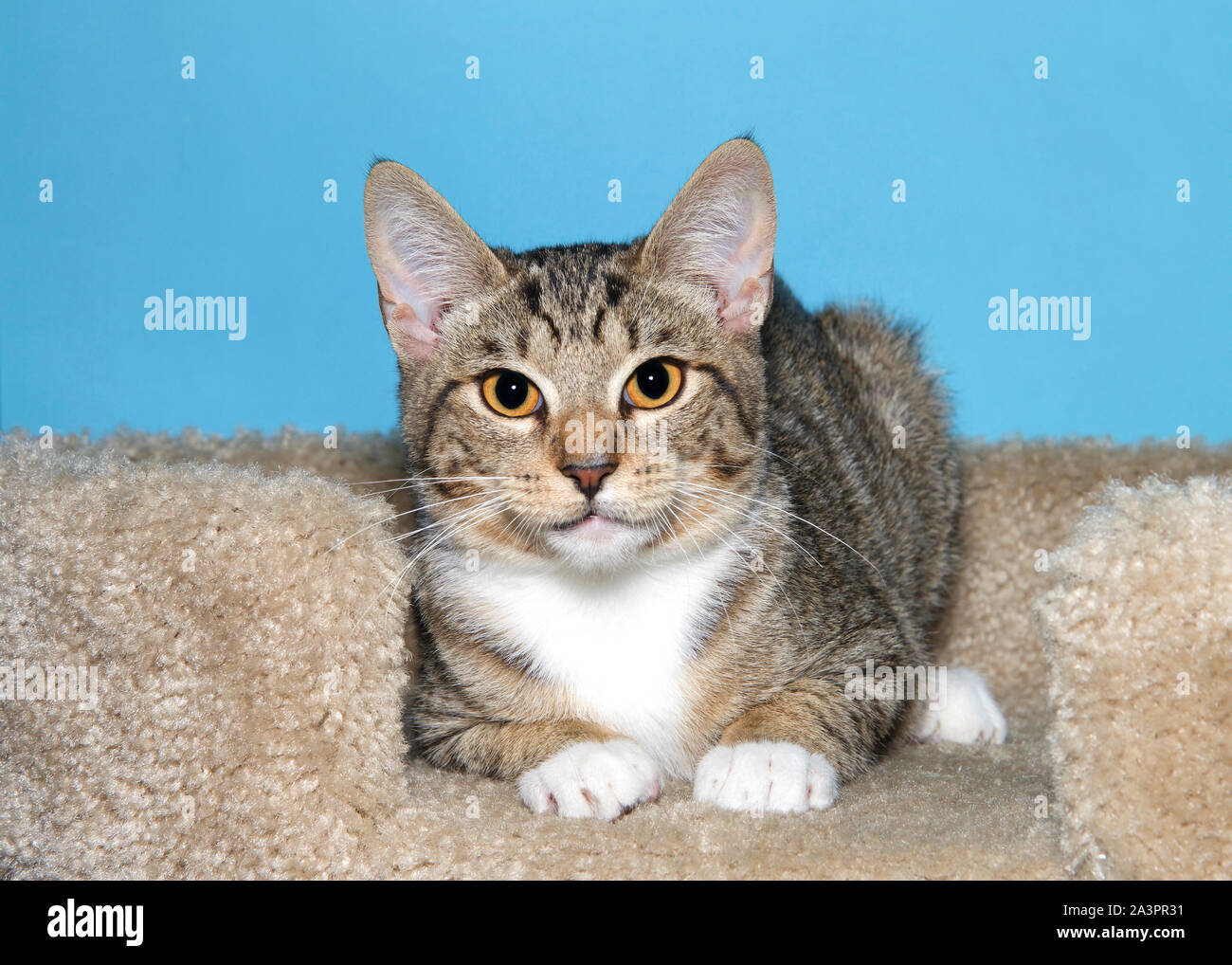Gray Tabby With White Paws Thoughtful Gray Cat With White Paws