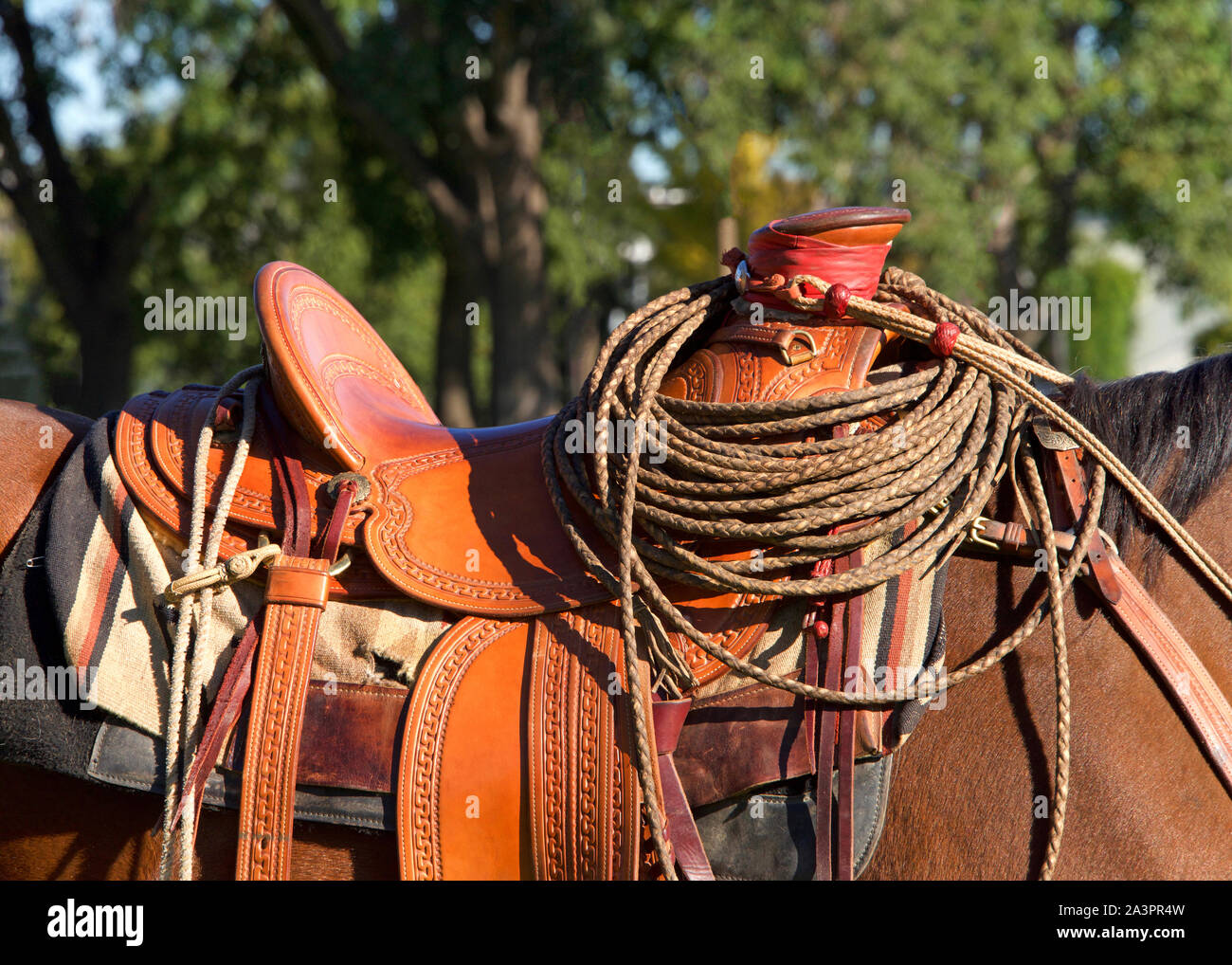 Close up on saddle on a brown horse with cowboy rope lasso curled on the saddle horn. Green trees in background. Stock Photo