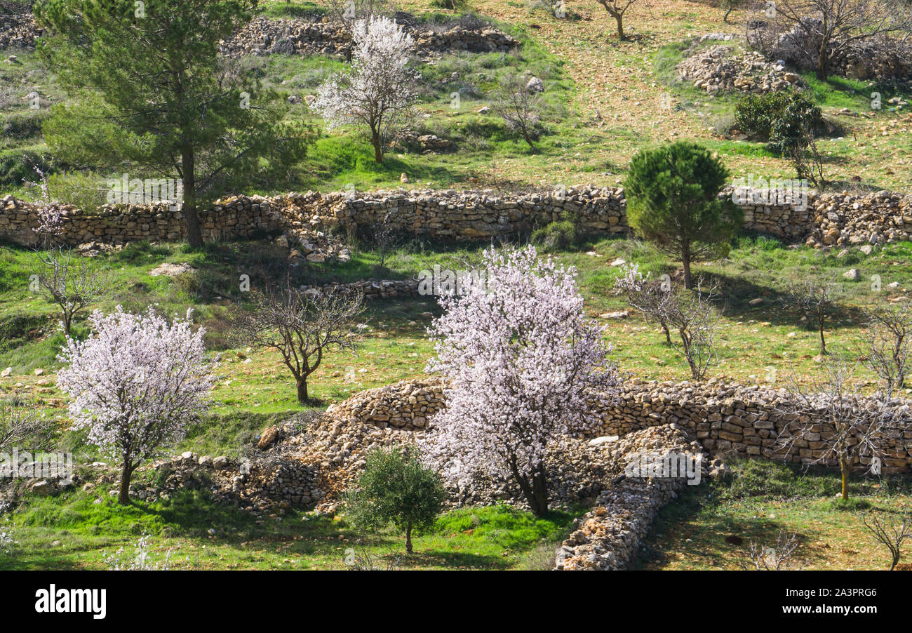 Spring blossoms near Um Qaish, Jordan Stock Photo
