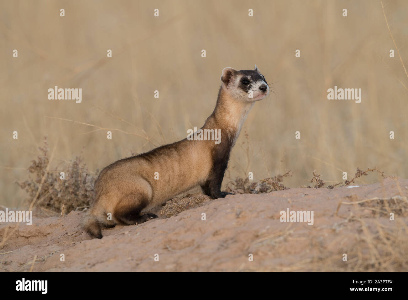 Wild blackfooted ferret at release site in Utah Stock Photo Alamy