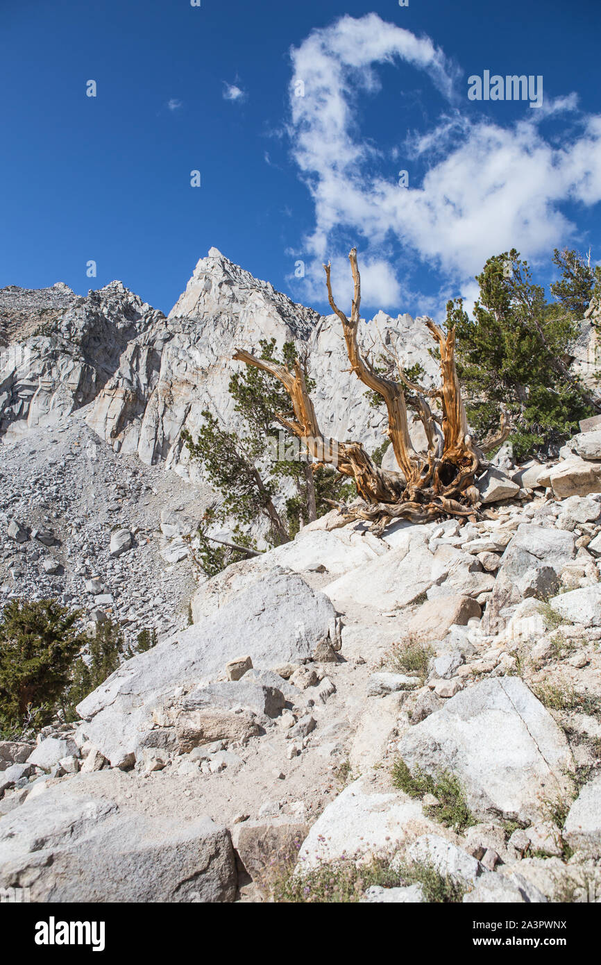 Oldgrowth Juniper tree ( JUNIPERUS GRANDIS ) on a mountain trail in