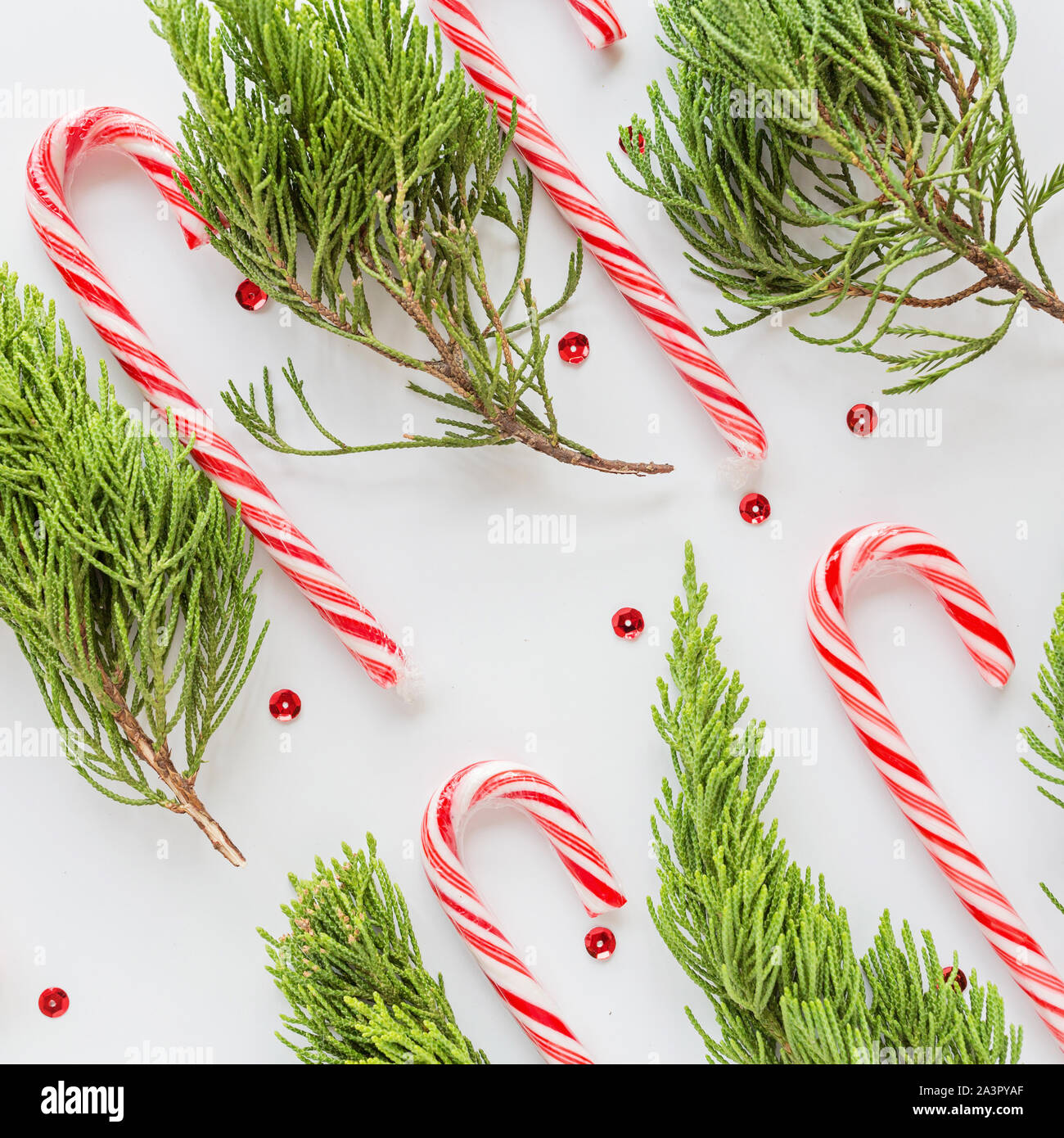 Christmas composition. fir branches and lollipop cane on white. new year concept. Square Greeting card, winter holidays, xmas celebration 2020. Flat Stock Photo