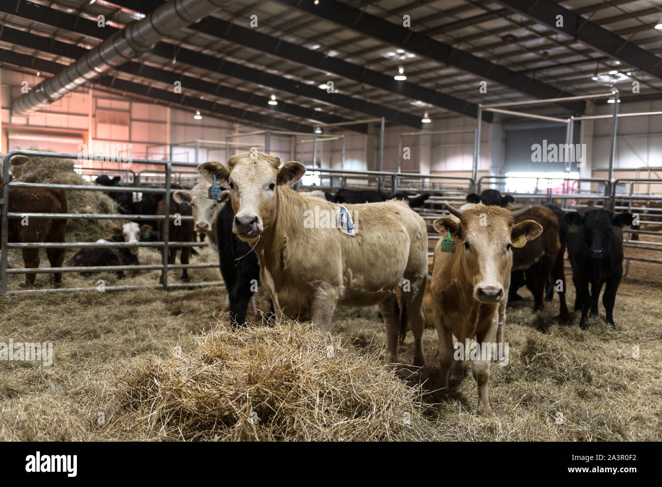 Steers feeding in pens at the San Antonio Stock Show and Rodeo in San