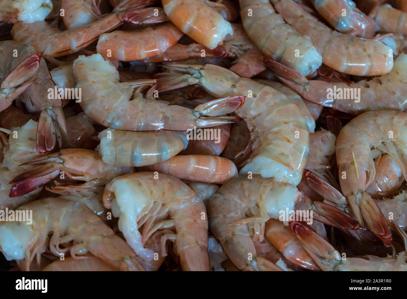 fresh seafood straight from the ocean Stock Photo - Alamy