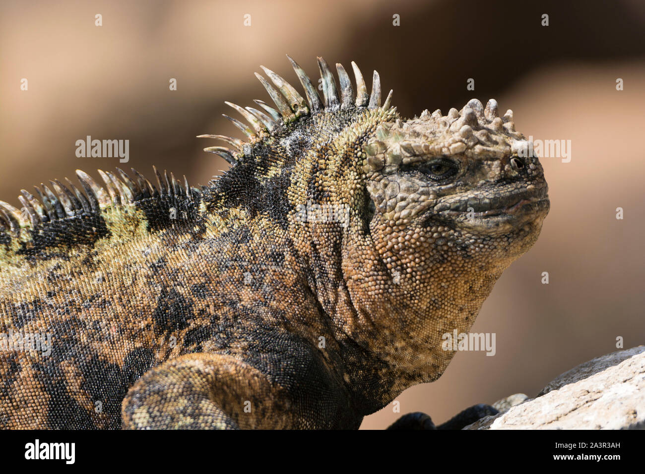 Male Marine Iguana sunning on a rock in the Galapagos Stock Photo