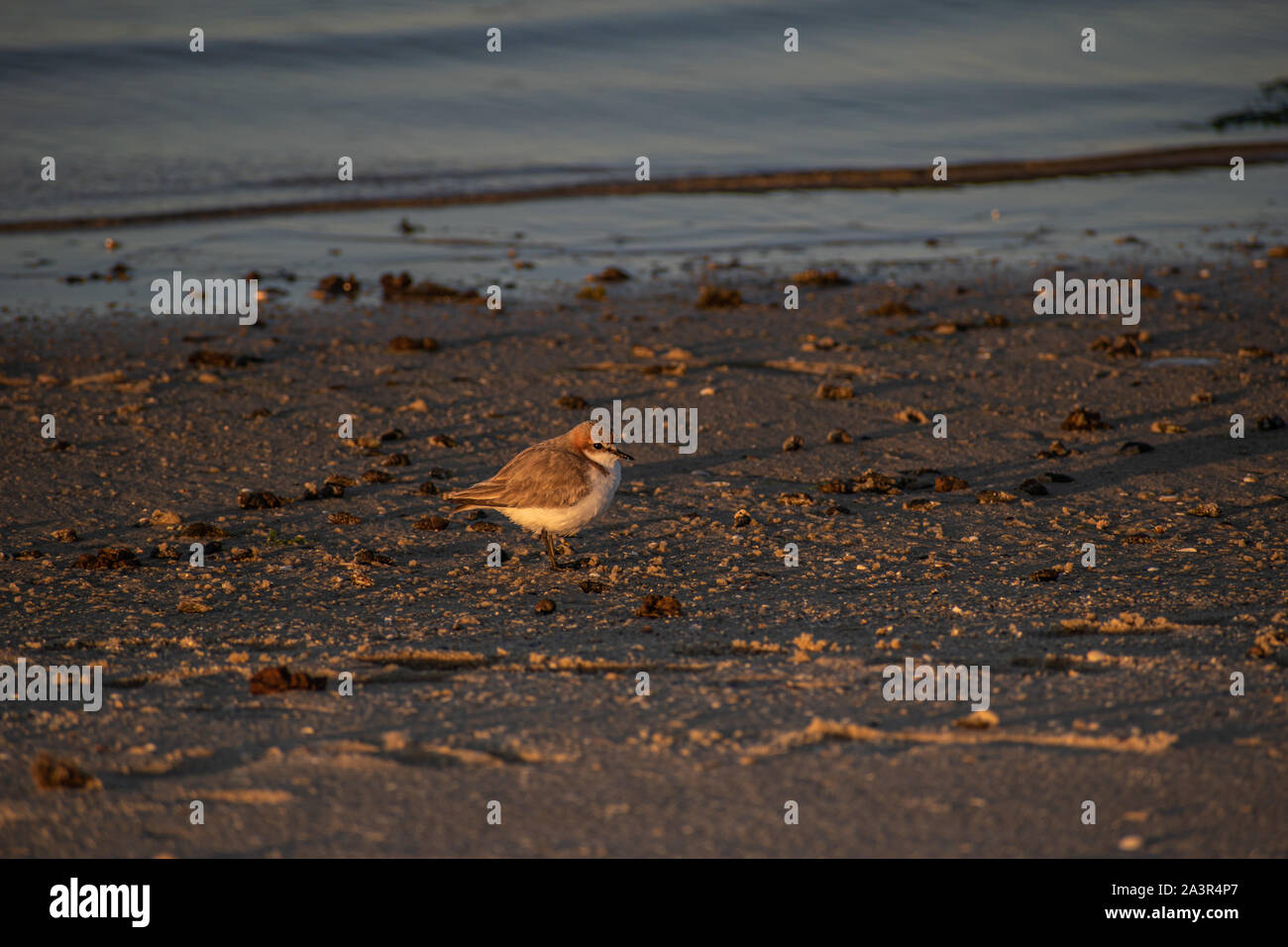 Sandplover strolling by the beach looking for something to eat Stock Photo