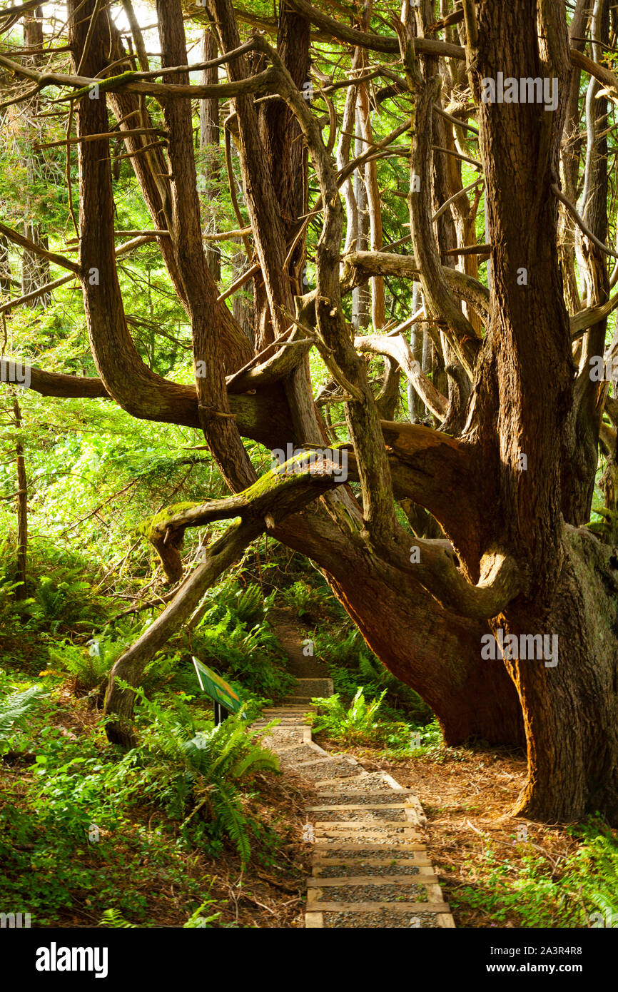 Shady Dell Redwoods, Enchanted Forest, Lost Coast, California Stock Photo