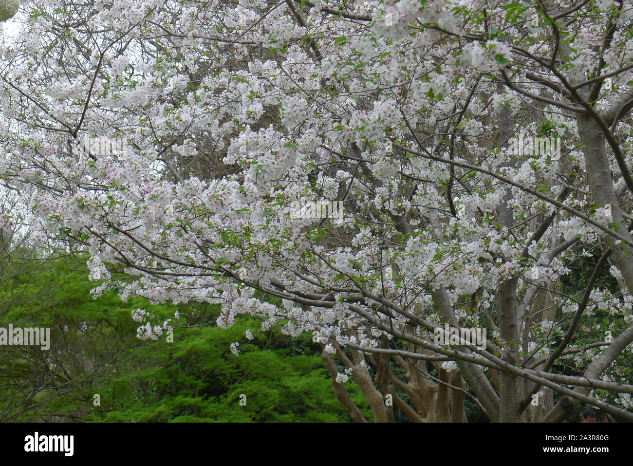 Cherry Blossoms in Dallas Arboretum and Botanical Garden Stock Photo