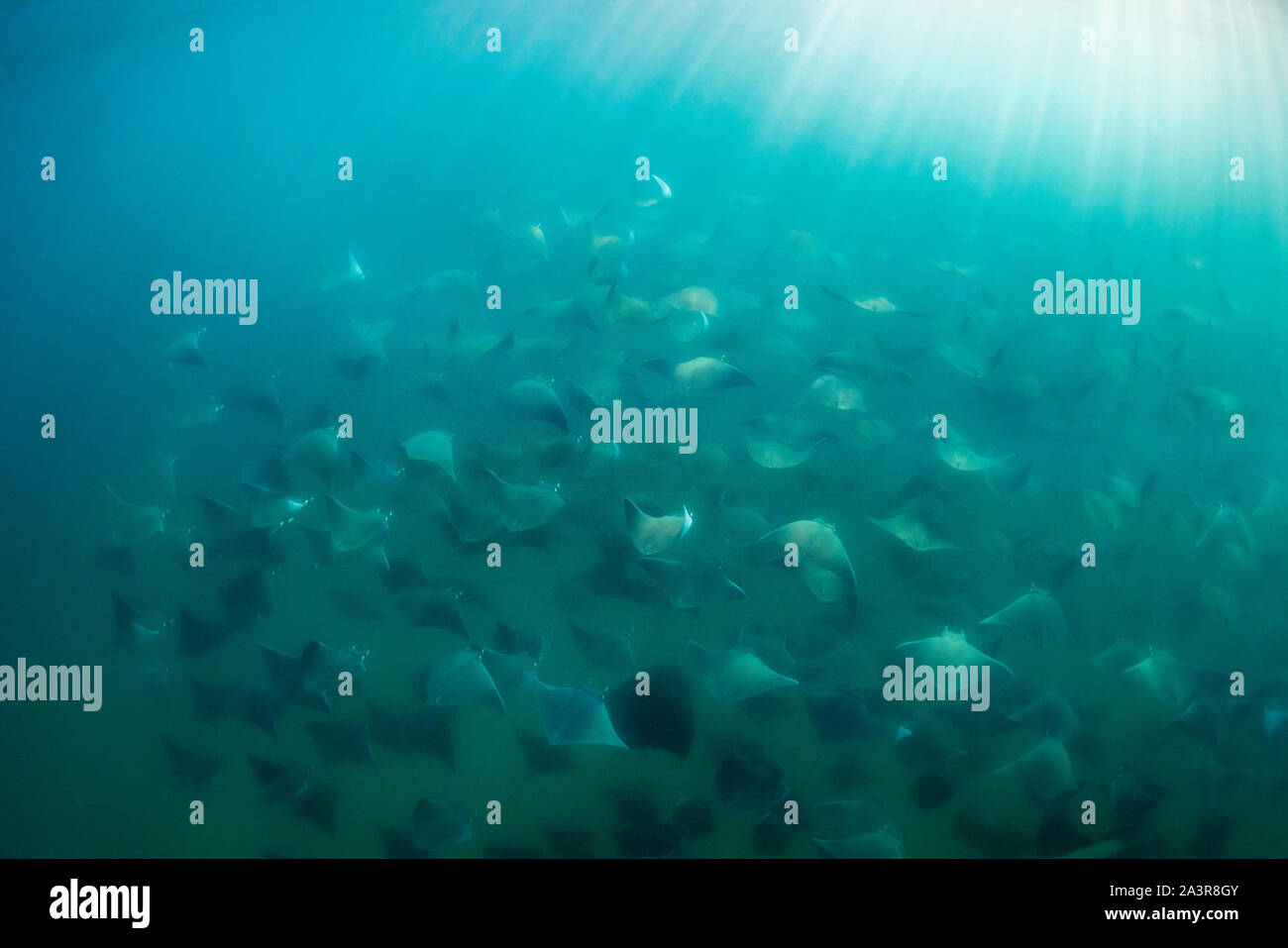 Very large school of mobula rays, mobula munkiana, during the annual  aggregation of these animals in the Sea of Cortes, Baja California, Mexico  Stock Photo - Alamy