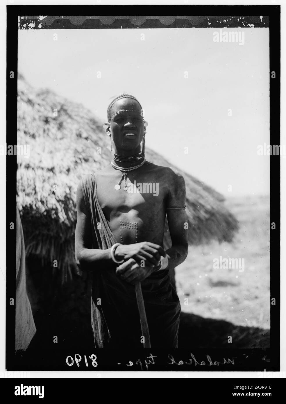 Shaftoli fotosurati kabi silliq mushuk Shaftoli fotosurati kabi silliq mushuk