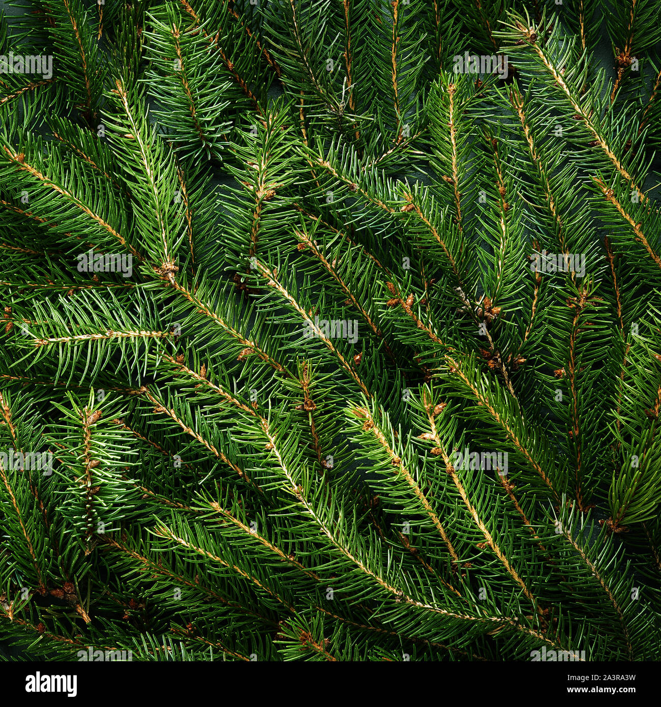 Christmas tree branches. Festive Xmas border of green branch. Stock Photo