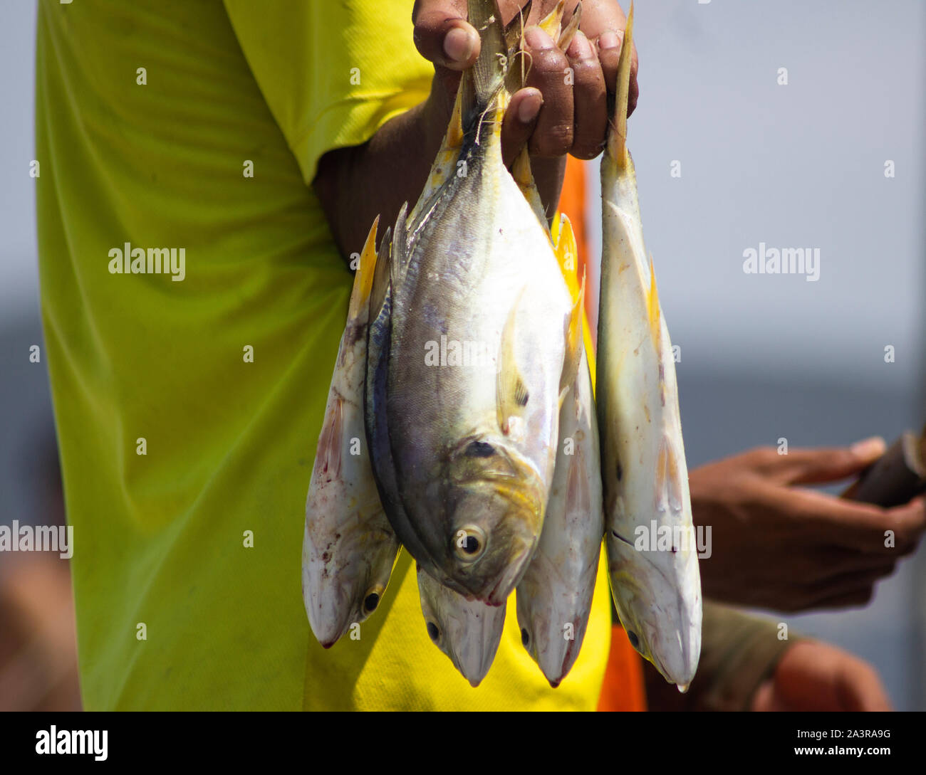 Some fish to eat Stock Photo - Alamy