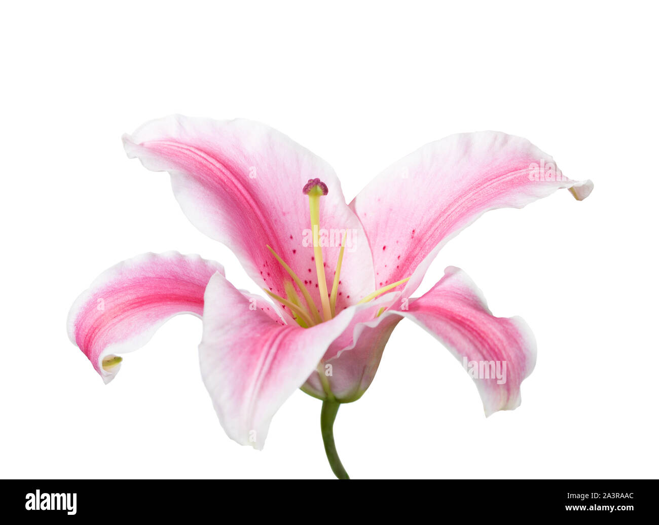 Pink and white lily isolated on a white background. Stock Photo