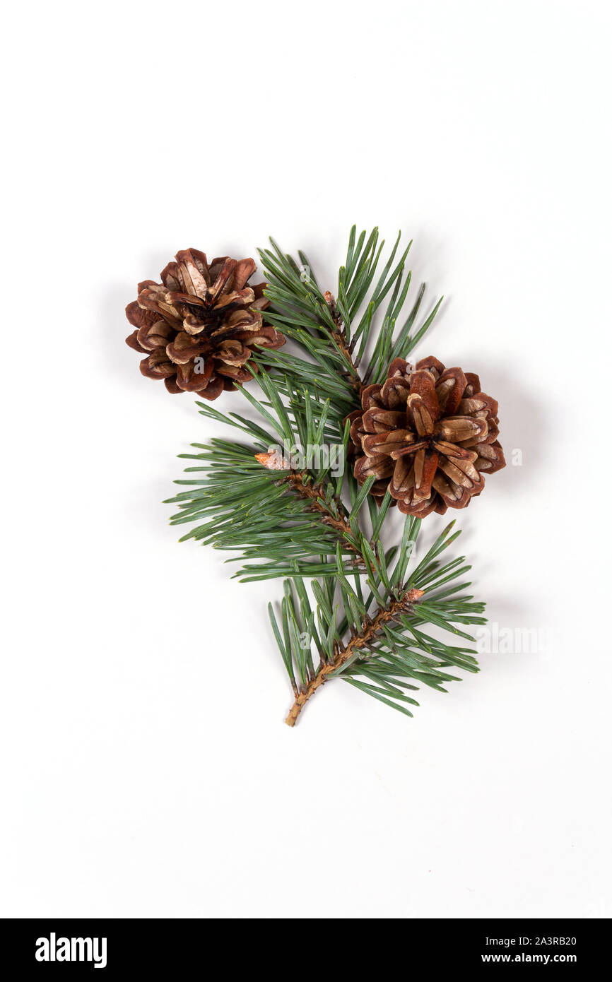 Christmas composition of pine tree branch with cones on white ...