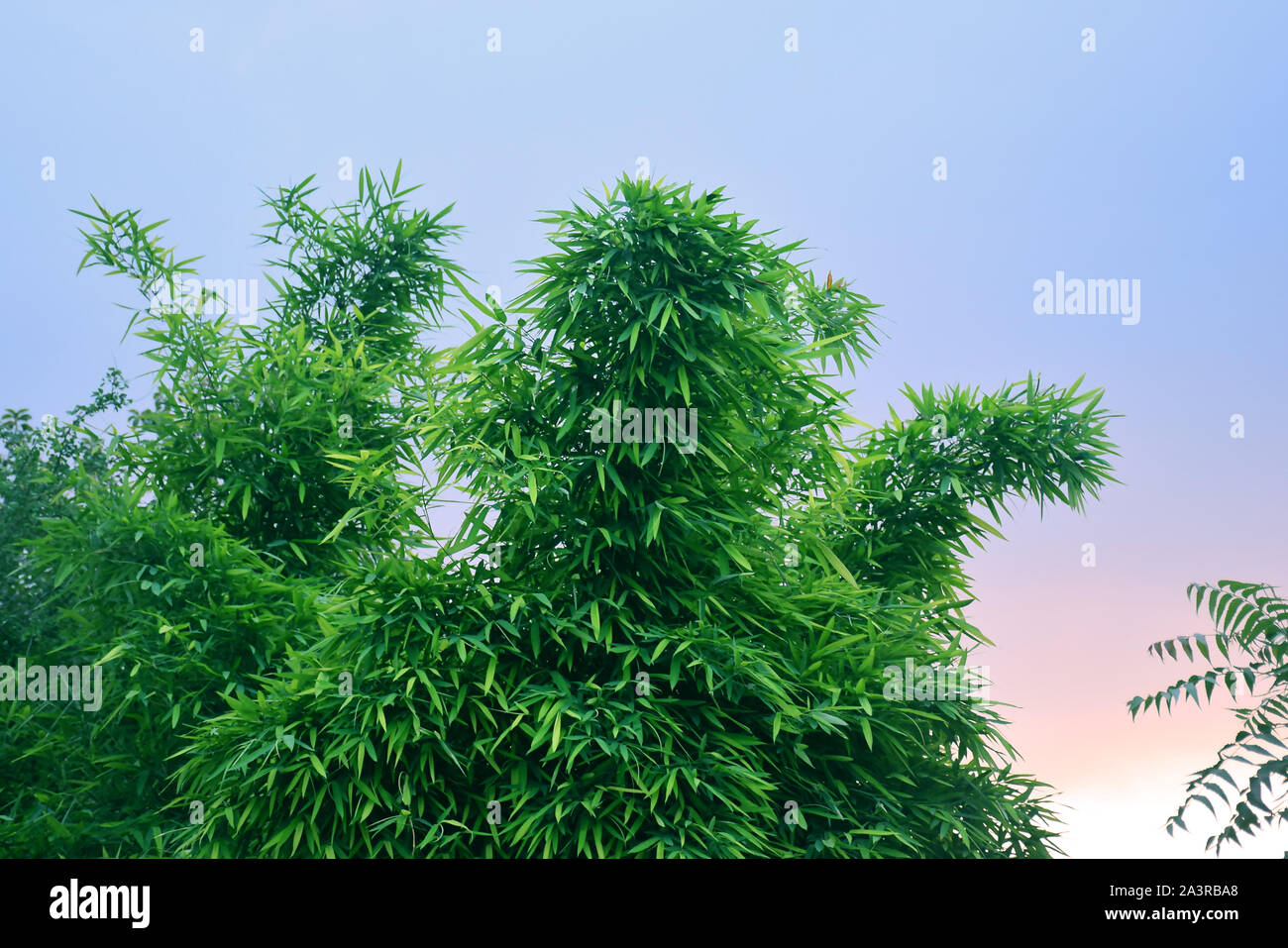 Green leaves and against the sky. Nature background Stock Photo - Alamy