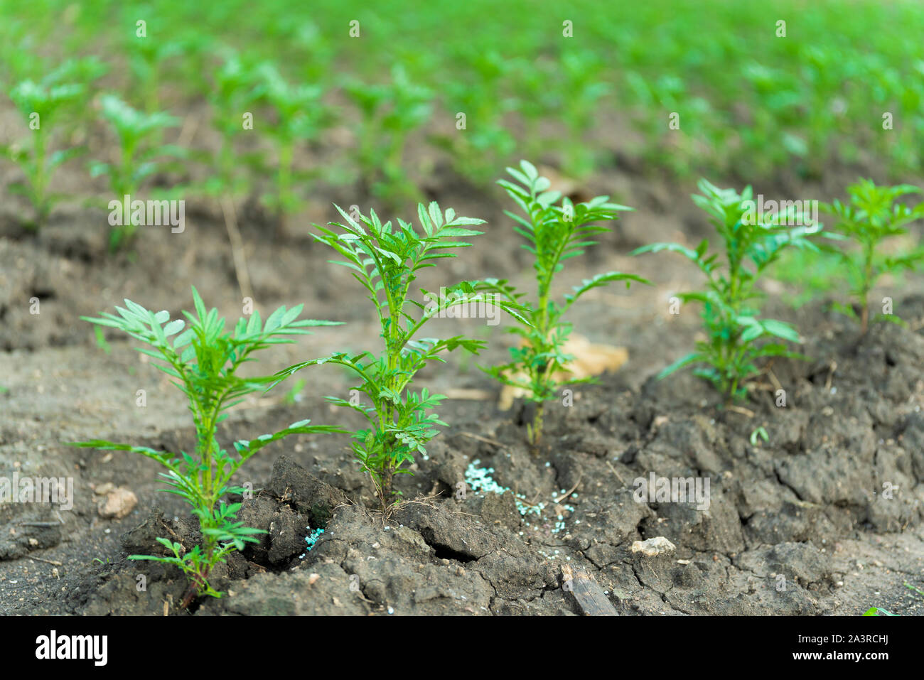 Black soil crops hires stock photography and images Alamy
