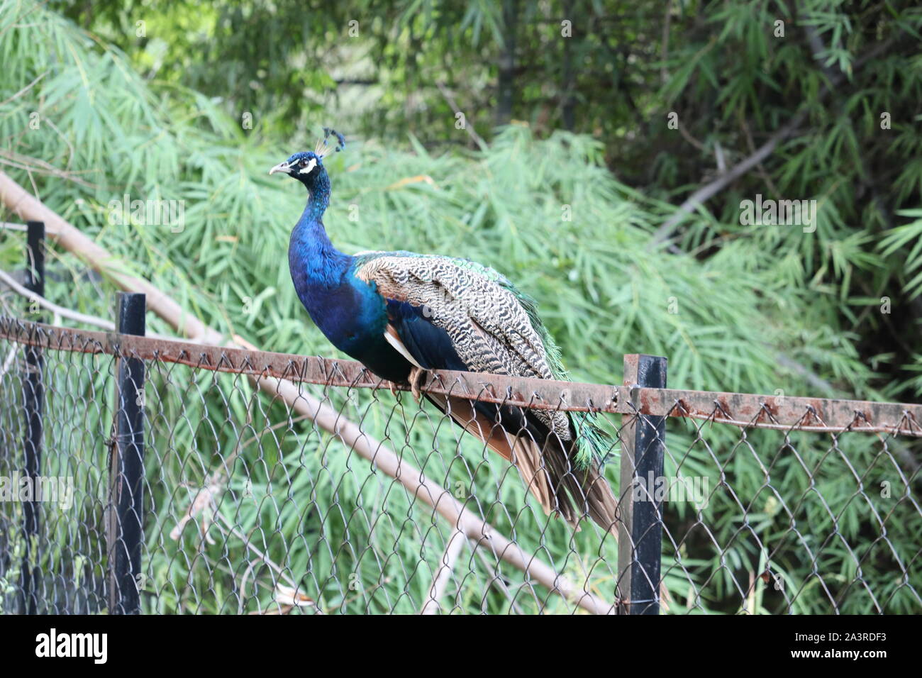 The royal beauty of the jungle. Peacock bird. Peacock or male peafowl