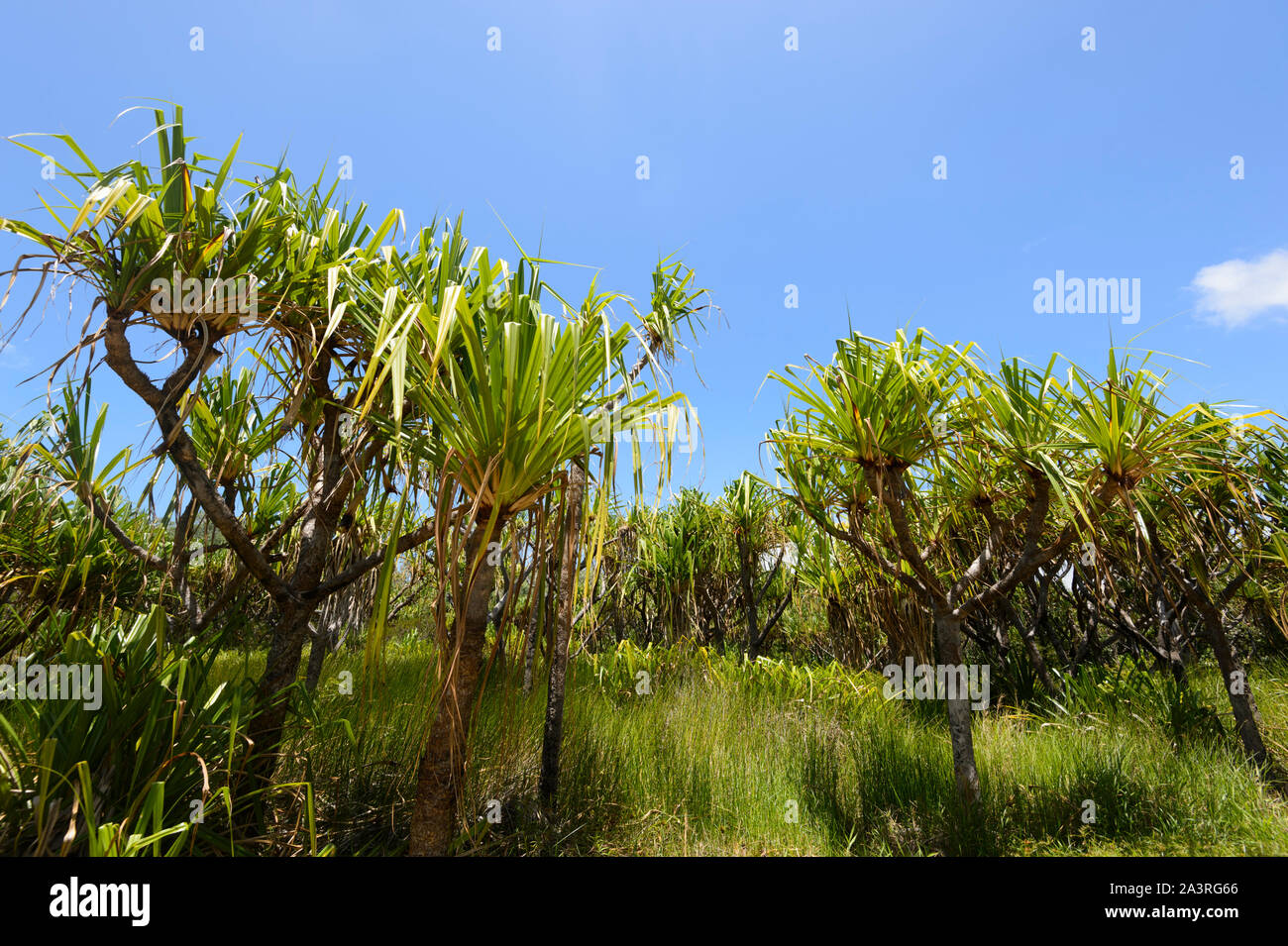 A clump of Pandanus trees growing by the beach, Elim Beach, Far North Queensland, FNQ, QLD, Australia Stock Photo