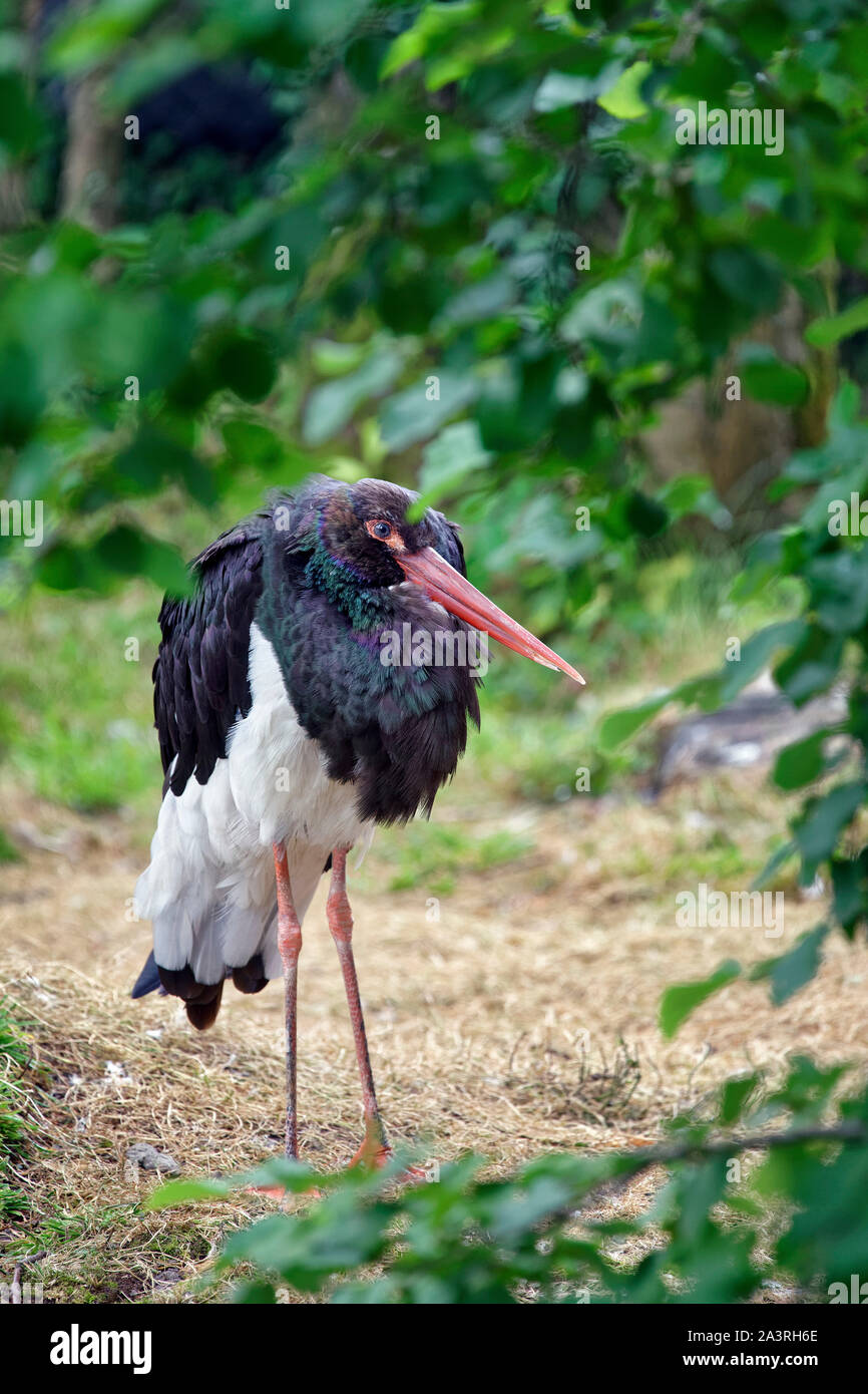 Black stork - Ciconia nigra Stock Photo