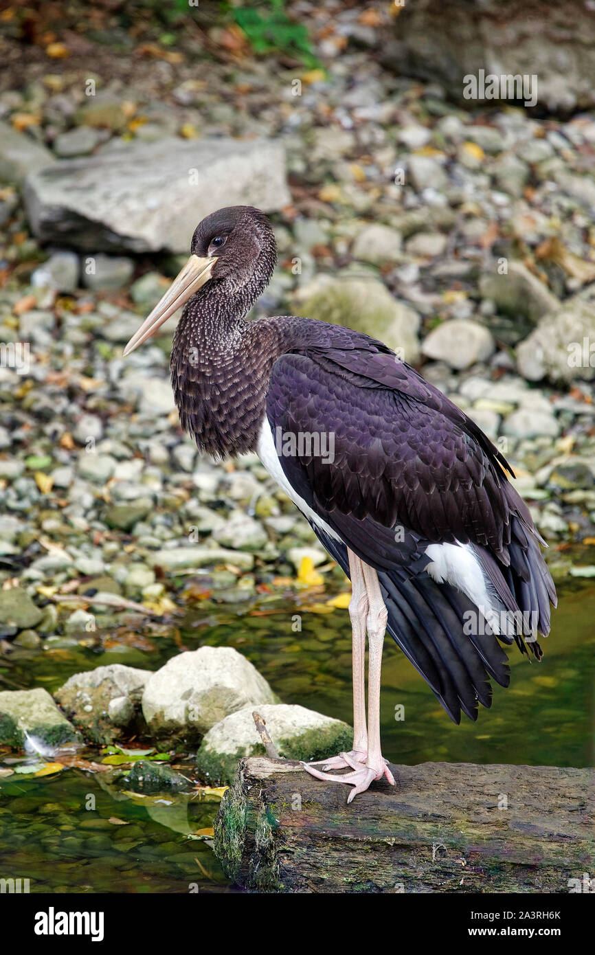Black stork - Ciconia nigra Stock Photo