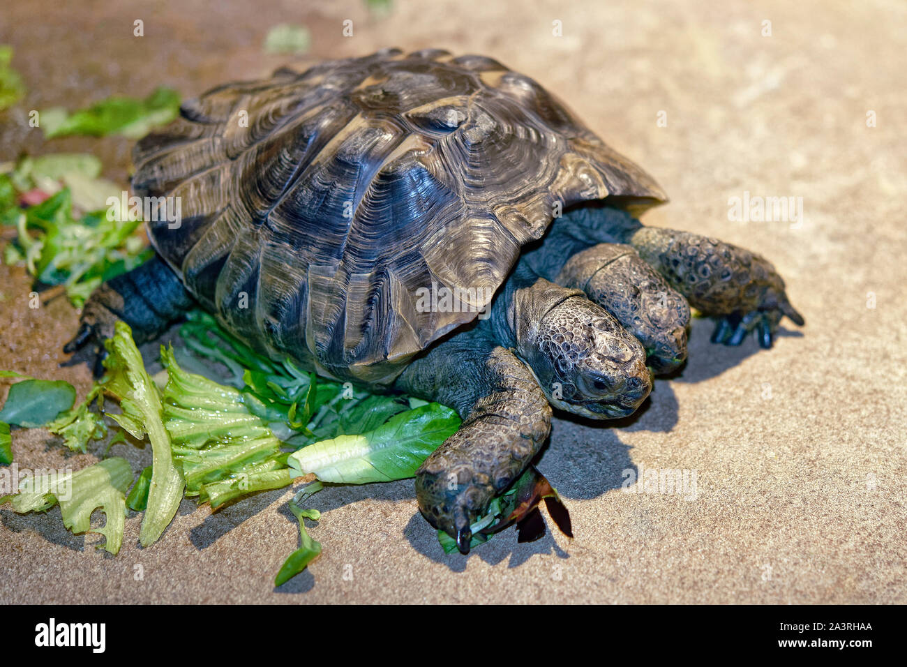 Twoheaded greek tortoise Testudo graeca Stock Photo Alamy