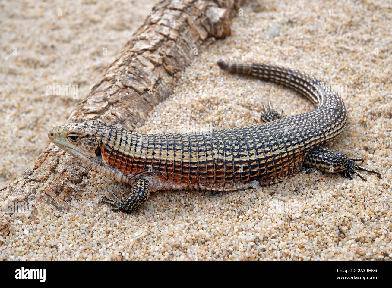 Plated lizard hi-res stock photography and images - Alamy