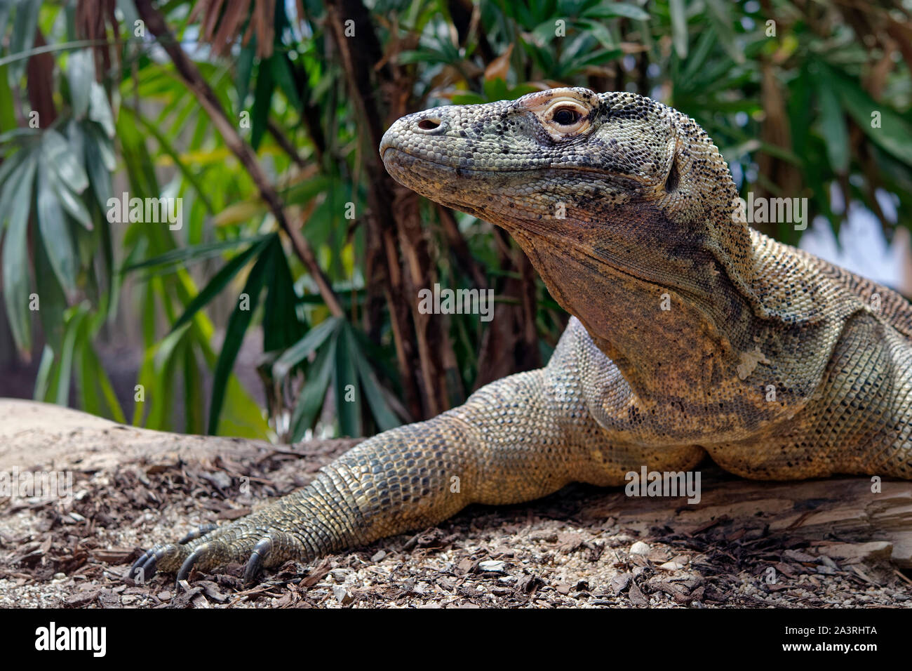Komodo dragon - Varanus komodoensis Stock Photo