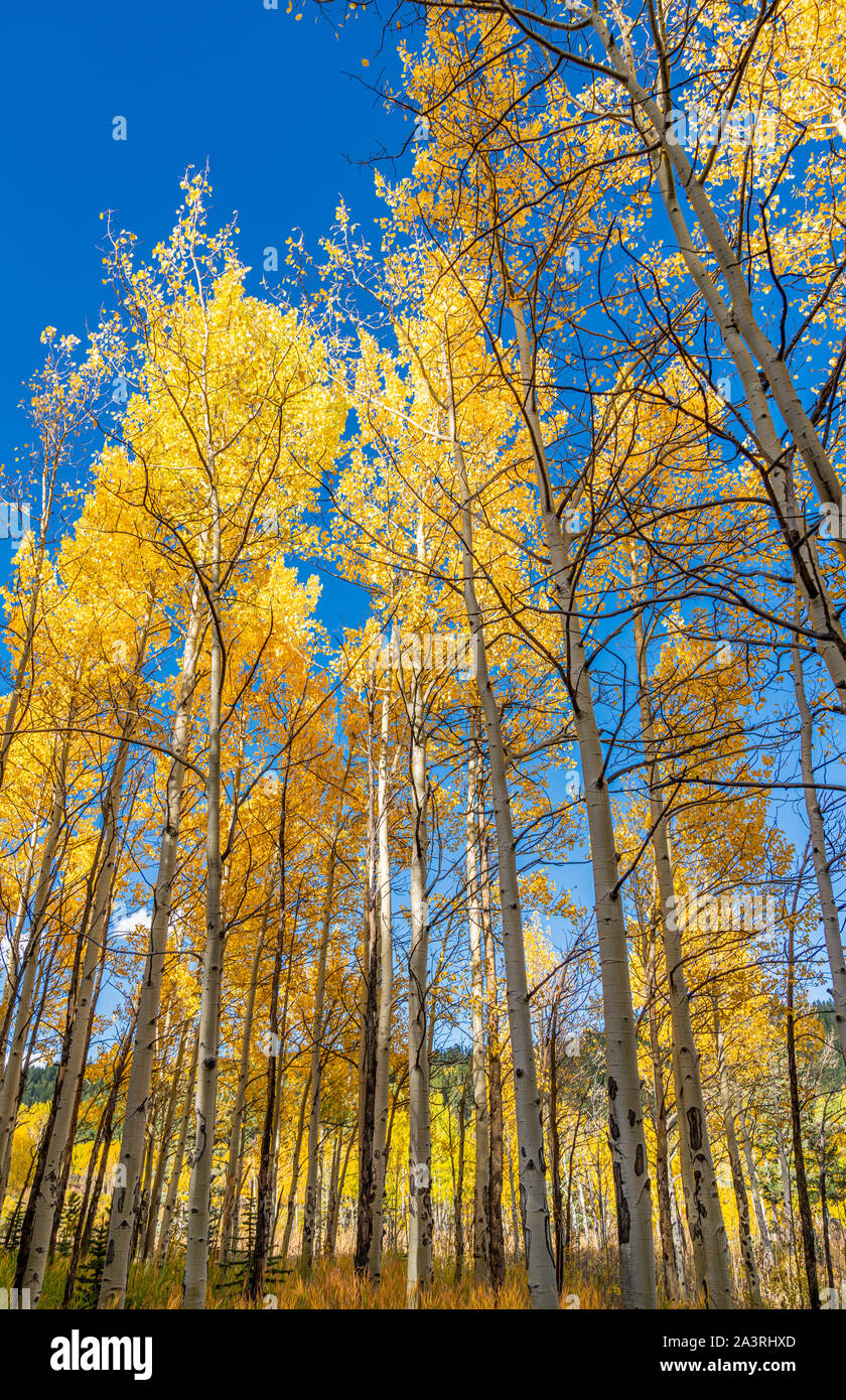 Beautiful fall colors in Golden Gate Canyon State Park, Colorado Stock