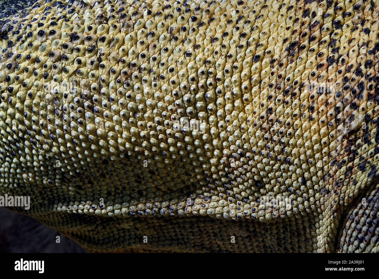 Komodo dragon skin - Varanus komodoensis Stock Photo