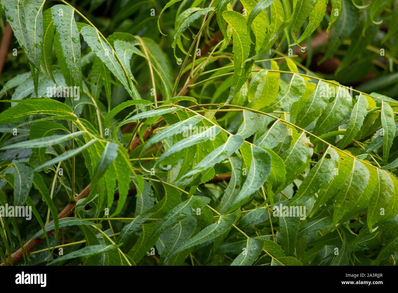 neem tree azadirachta indica leaves with water drops from rain 2A3RJJR