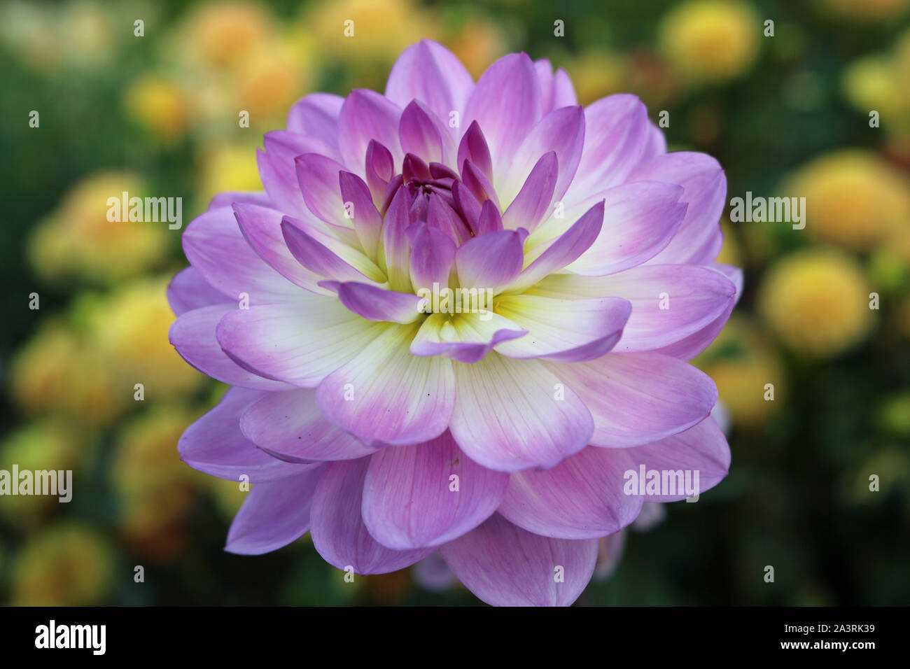 Pink And White Dahlia Variety Sandia Melody Flower With A Background Of Blurred Leaves And Flowers A Deeper Pink Than Usually Found In This Variety Stock Photo Alamy