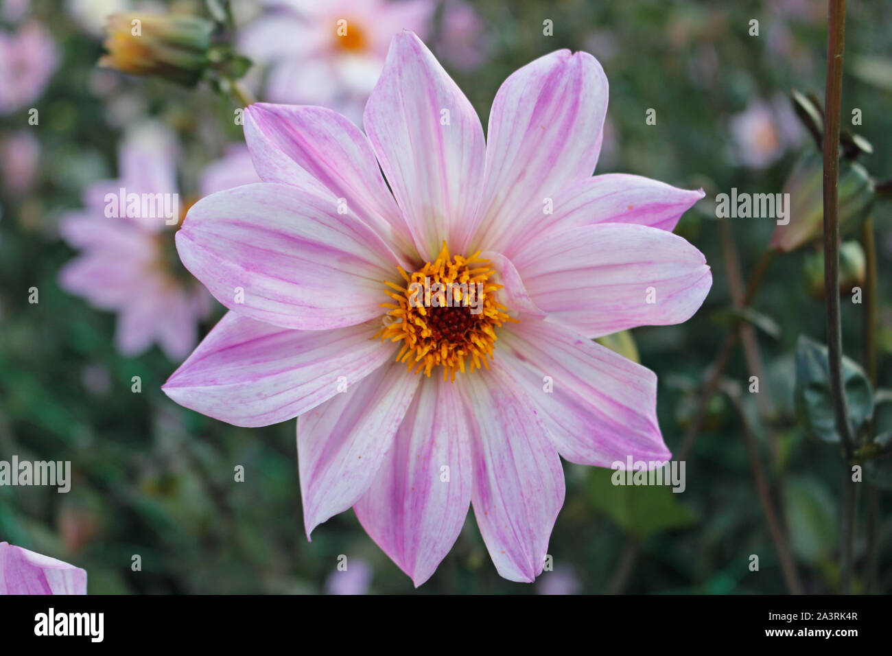 Pink with orange centre dahlia variety Classic Rosamunde flower with a background of blurred dark leaves and flowers. Stock Photo