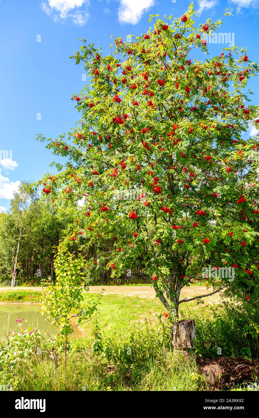 Rowan tree with red bunches berries against the blue sky on a sunny day Stock Photo