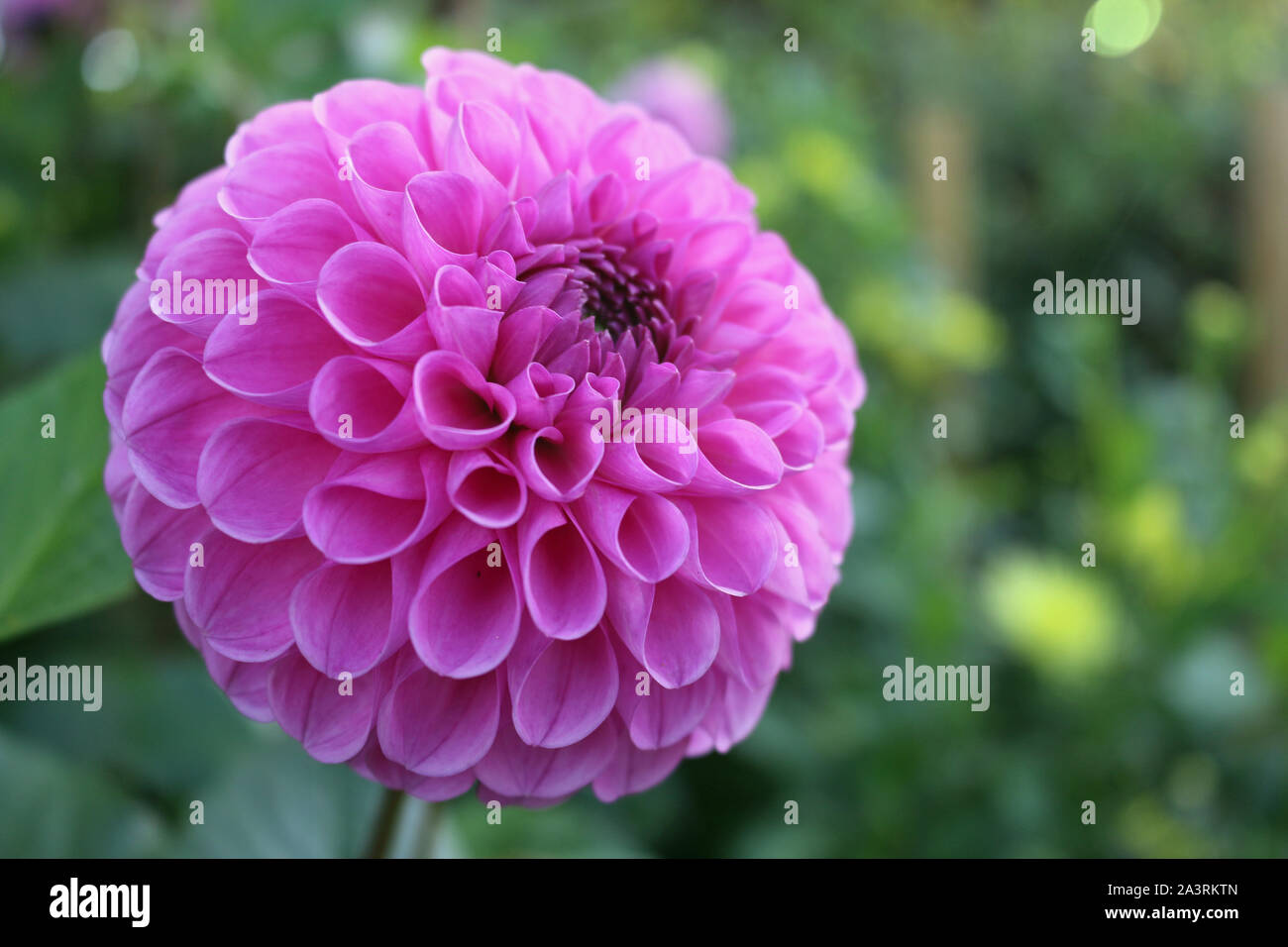 ball flowers