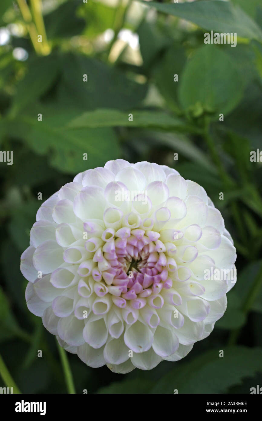 White with lilac tinge dahlia variety Josie Gott flower with a background of blurred leaves and good copy space. Stock Photo