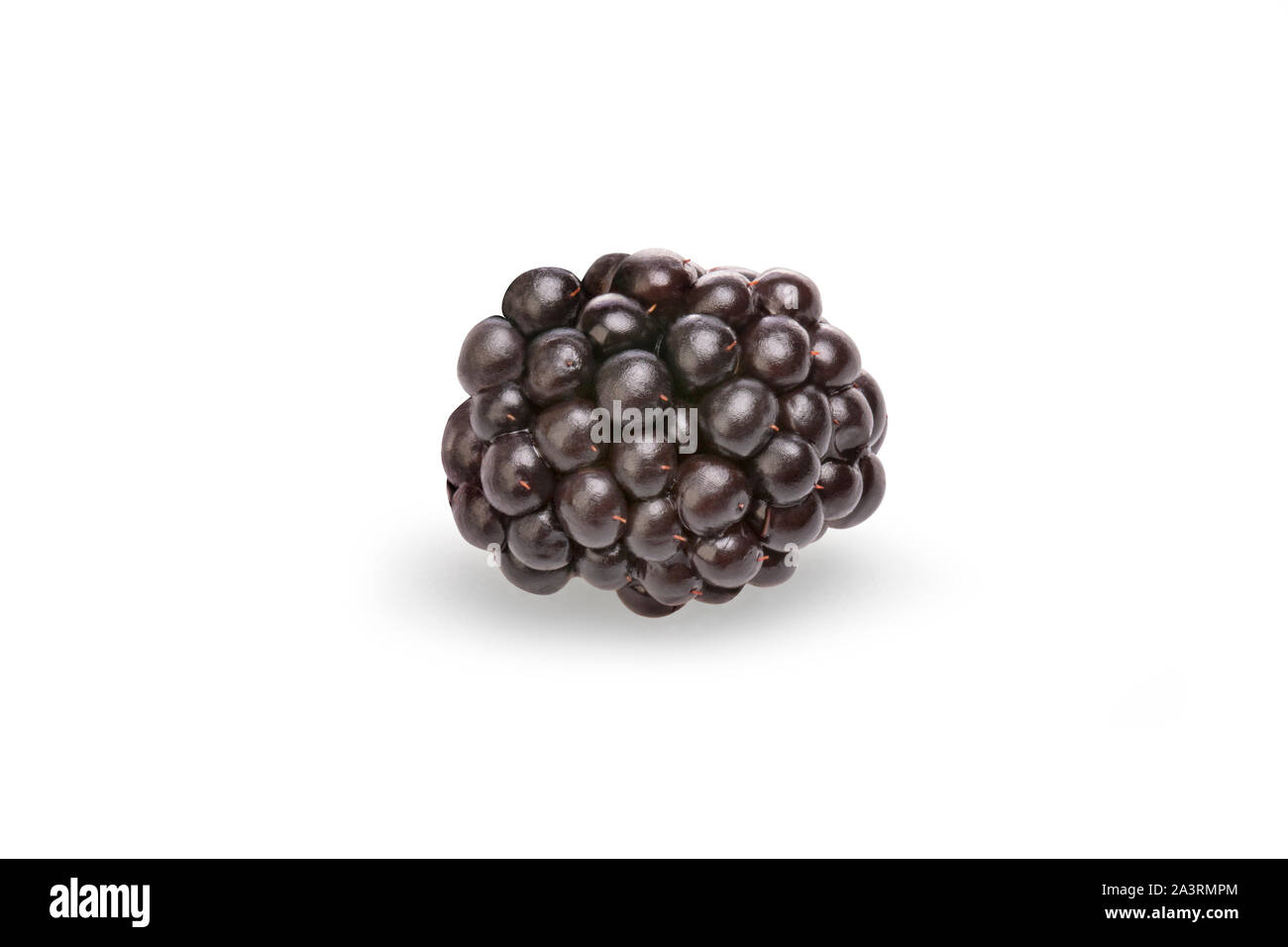 The blackberry is a widespread and well known shrub. A bramble fruit (Genus Rubus, Family Rosaceae) growing to 3 m (10 ft) and producing a soft-bodied Stock Photo