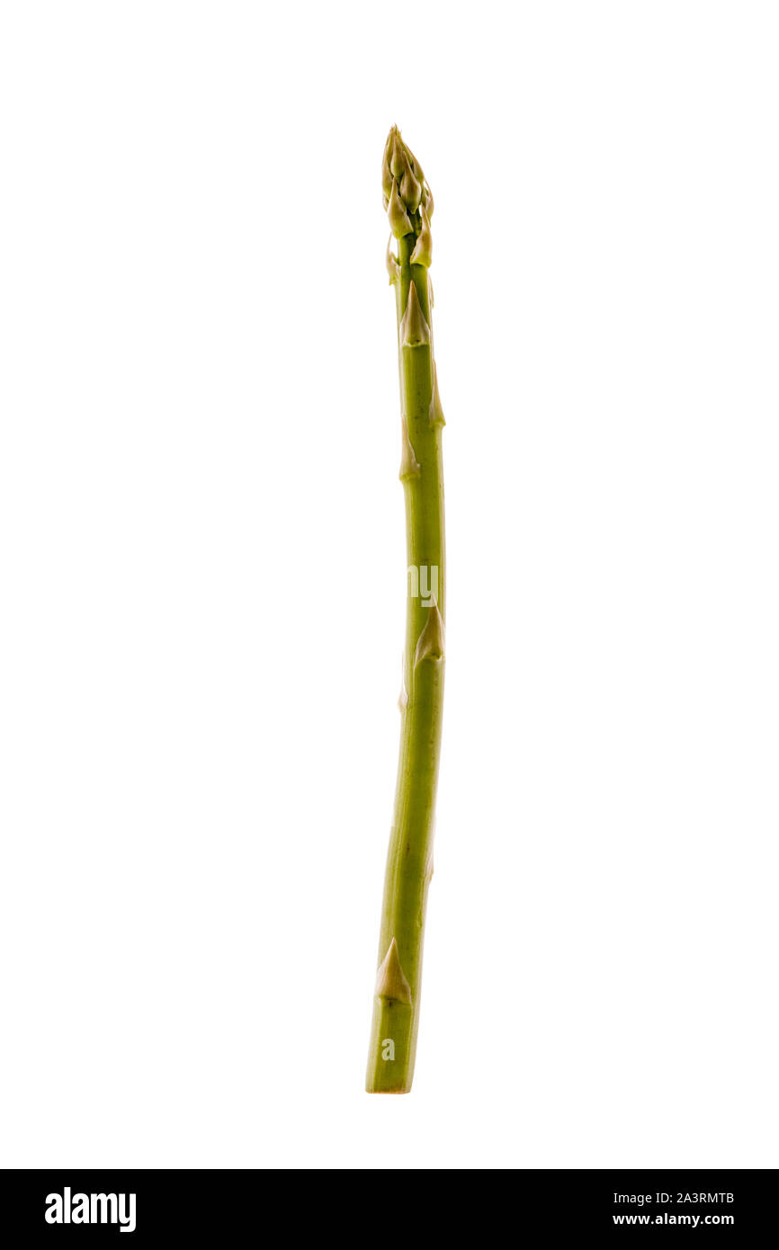 Asparagus on a white background. Stock Photo