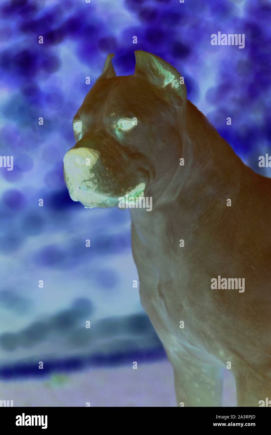 Argentine Dogue Head Stock Photo