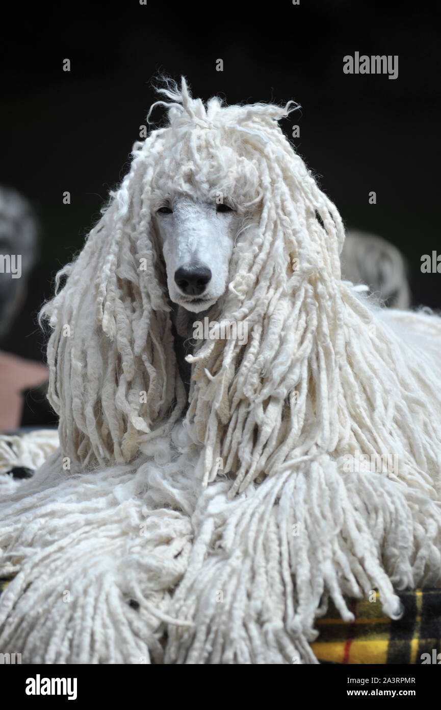 White corded standard poodle resting on the table Stock Photo