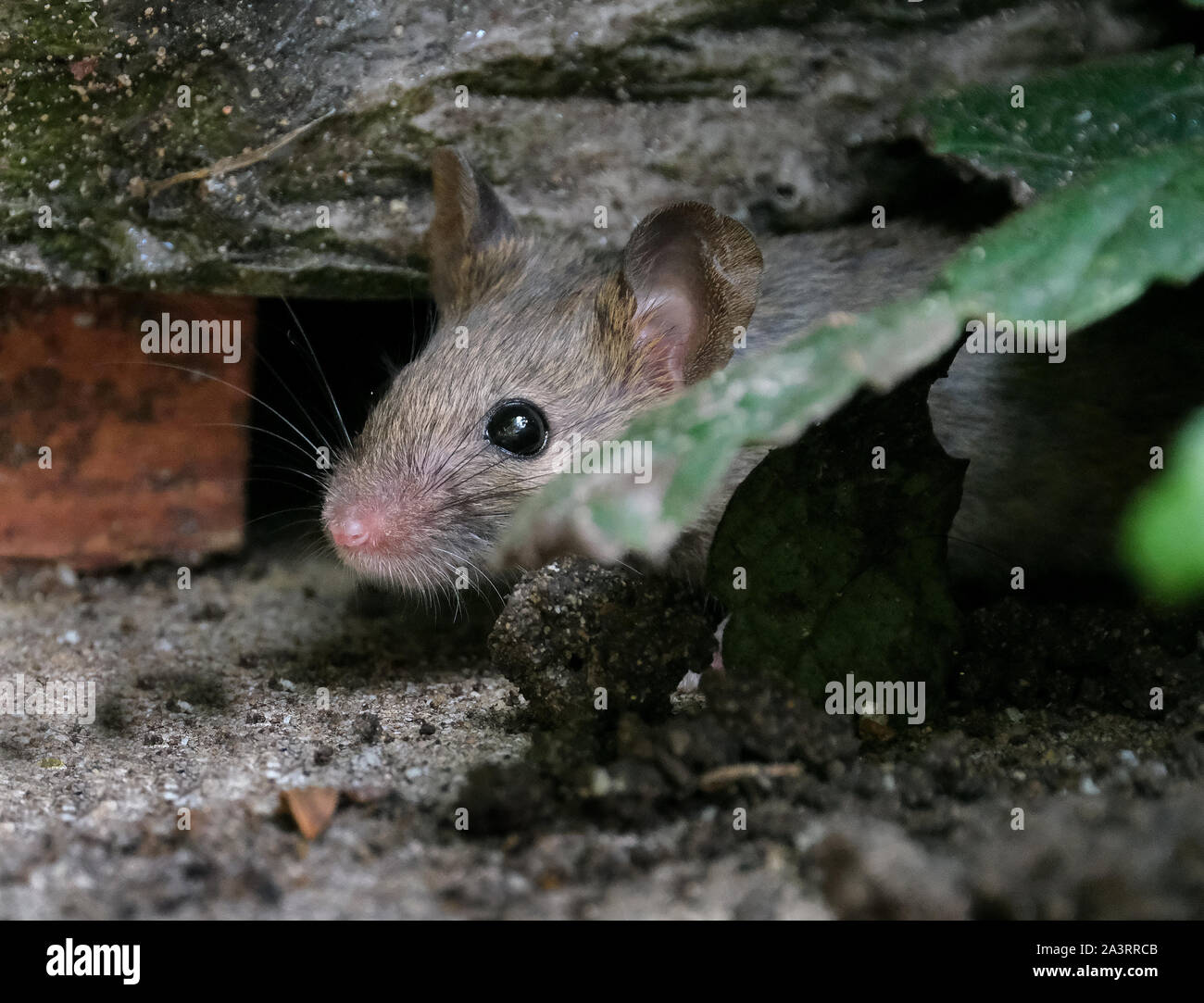 Mice searching for food in an urban garden. Stock Photo