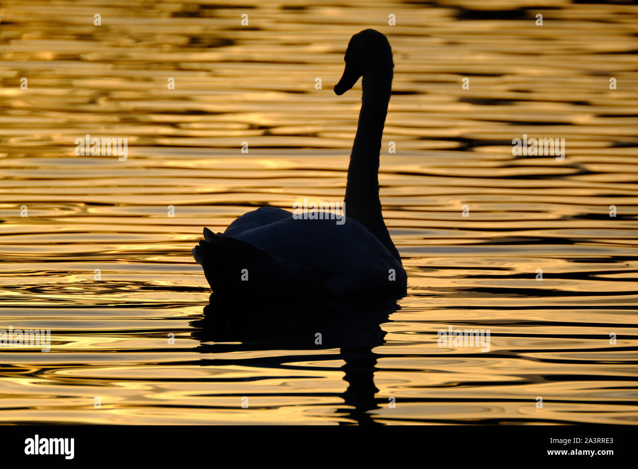 Swan on fresh water lake in evening sun. Stock Photo