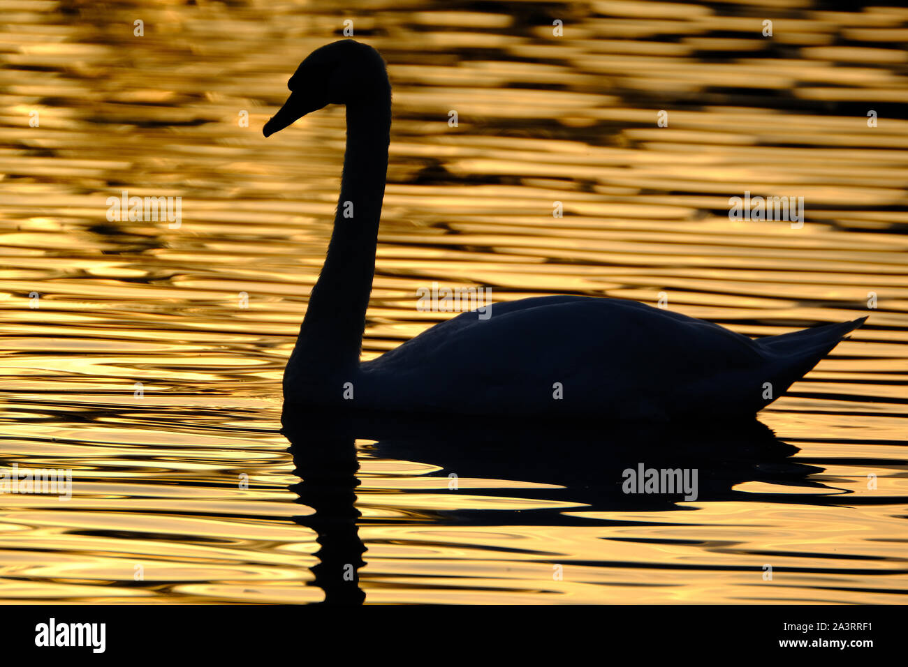 Swan on fresh water lake in evening sun. Stock Photo