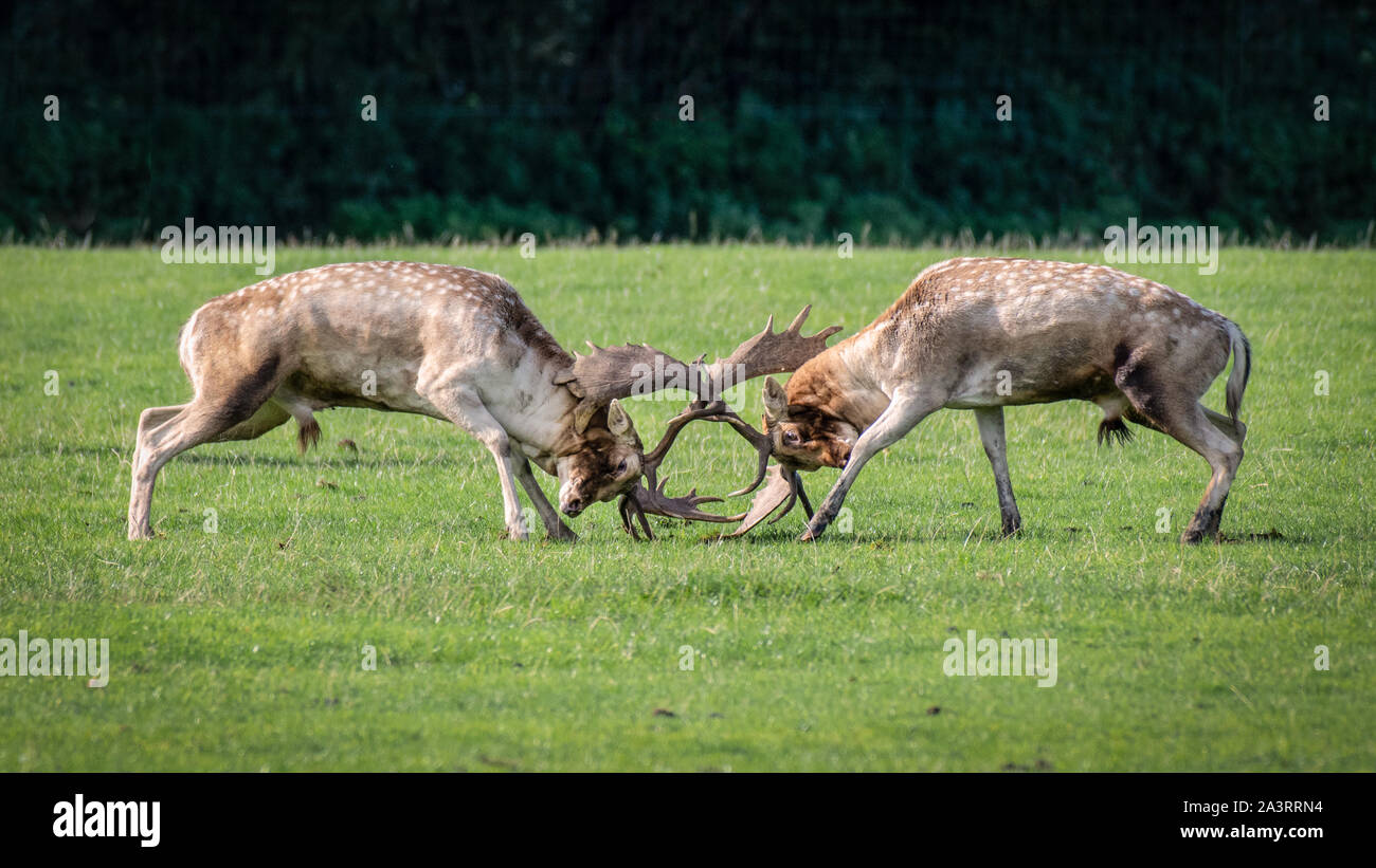 Rutting time, a pair of fallow deer bucks fighting with horns locked in battle Stock Photo