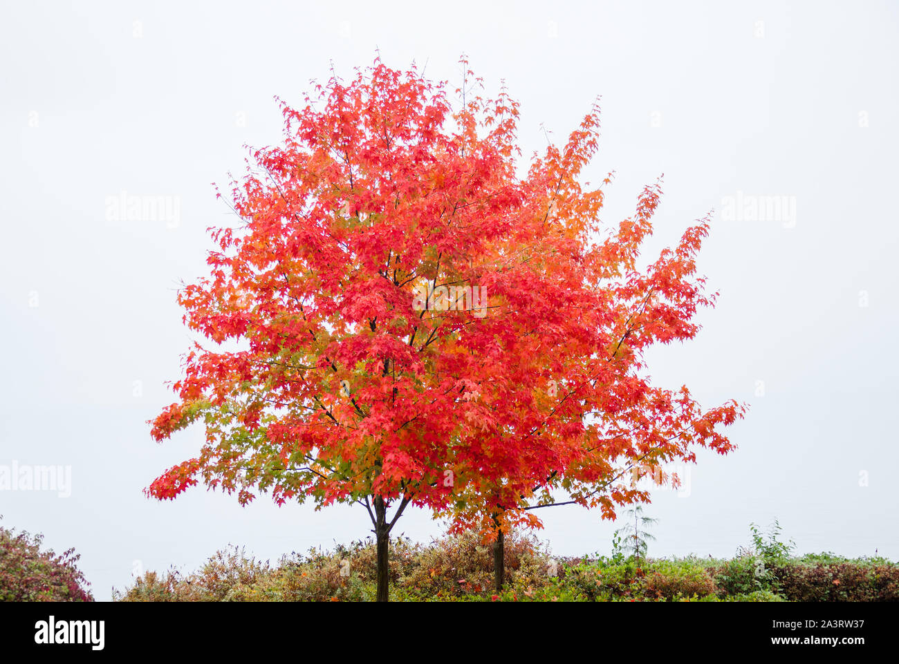 Maple tree in autumn among the Seattle fog. Stock Photo