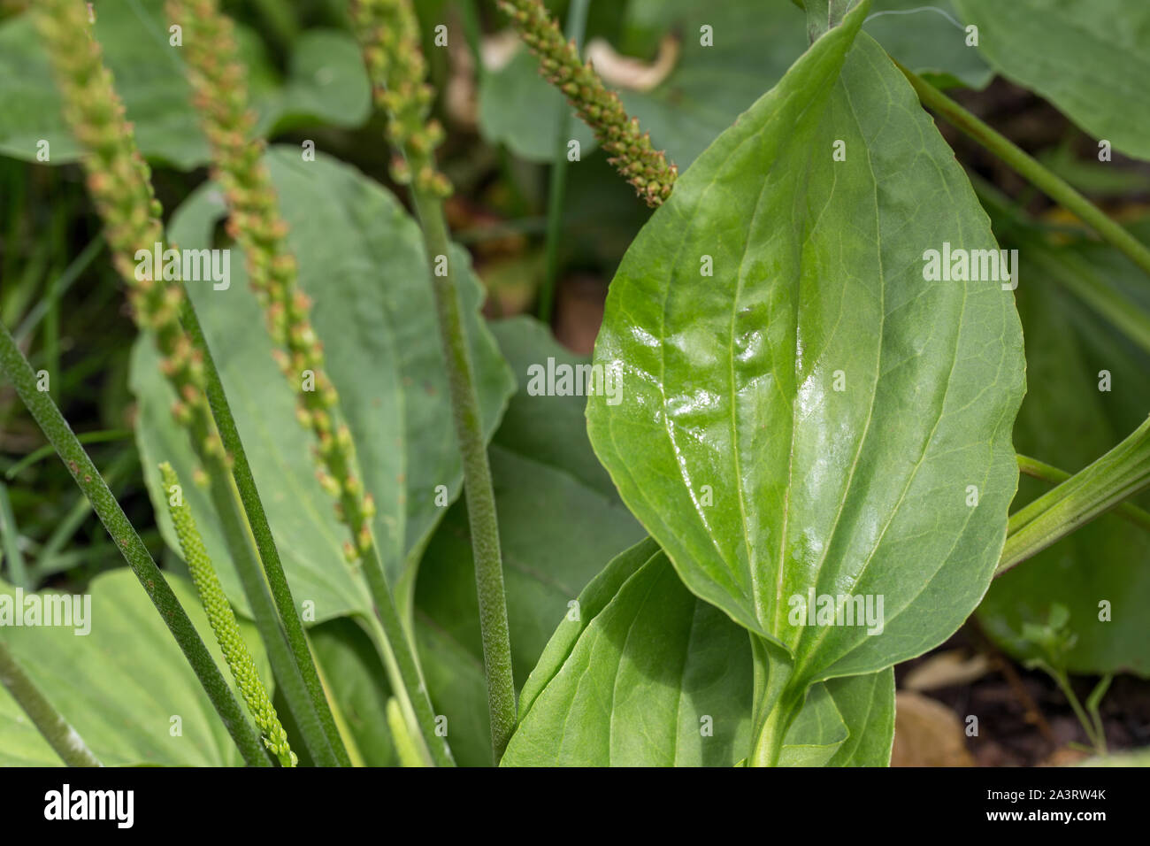 Plantain flowering plant with green leaf. Plantago major broadleaf plantain Stock Photo