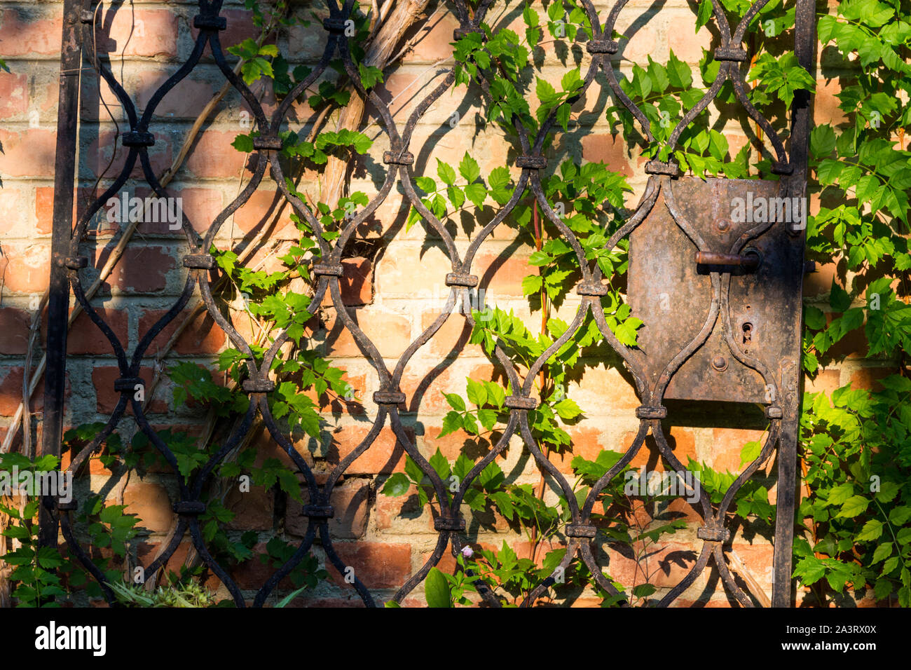 Old rusty wrought iron gate leaning agains brick wall overgrown by